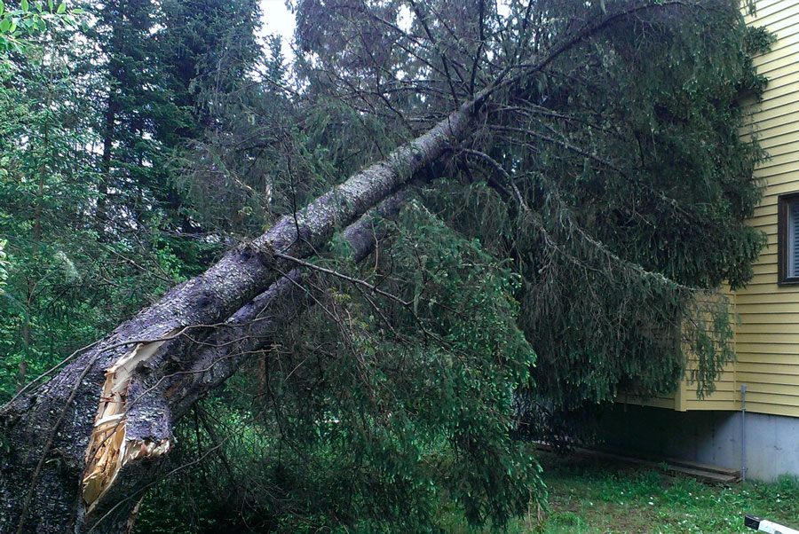 Branches cassées et arbres fendus à Québec