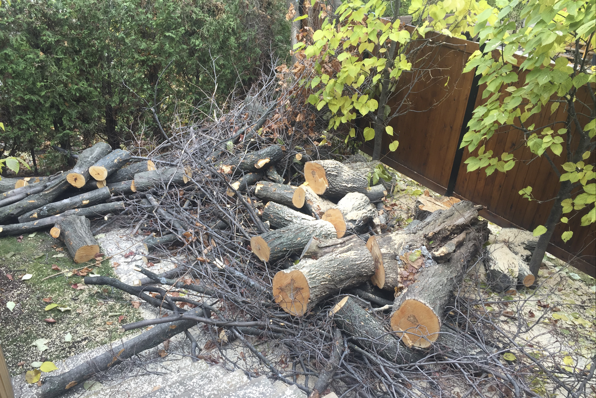 Abattages et élagage d’arbres sur le réseau d’Hydro Québec